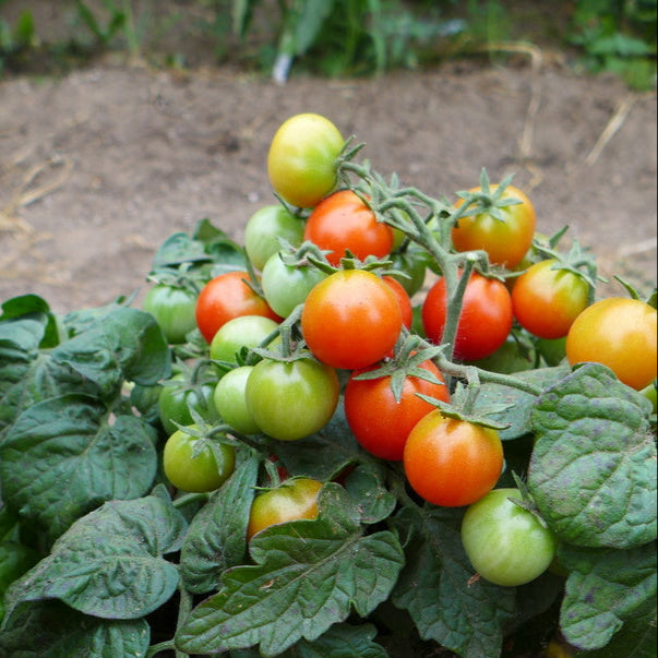 Tomato ‘Birdie Rouge’ (Solanum lycopersicum)