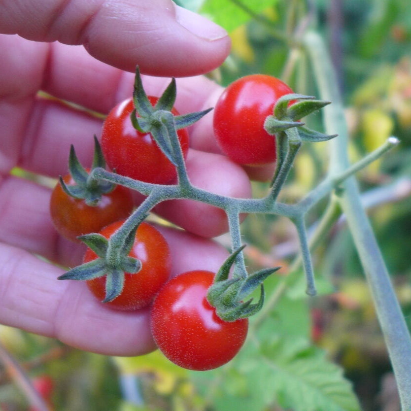 Tomato Little Sparrow (Solanum pimpinellifolium)
