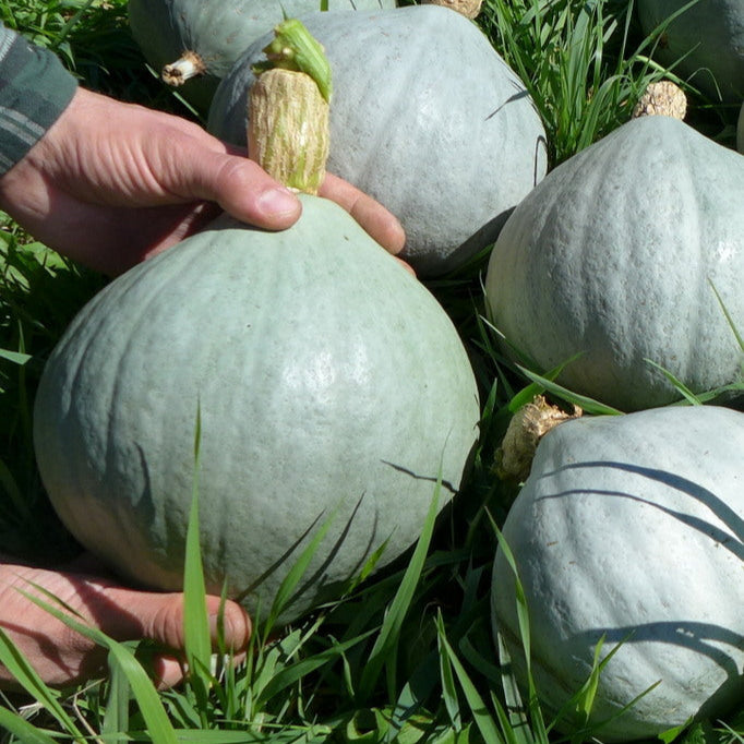 Courge ‘Hubbard Blue Ballet’ (Cucurbita maxima)