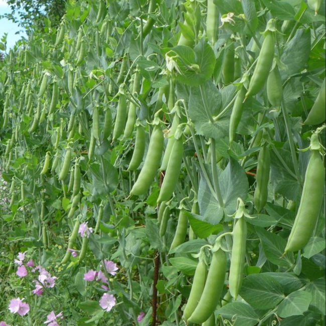Catherine's Ornamental Vegetable Garden Seeds – 'Super Sugar Snap' Peas ...
