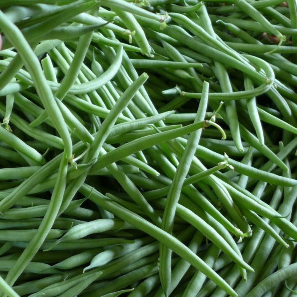 Haricot ‘Oceanis’ (Phaseolus vulgaris)