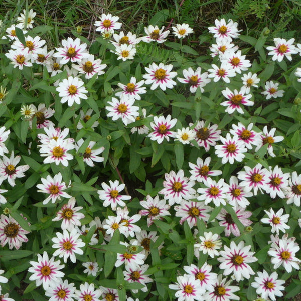 Zinnia 'Starlight Rose'