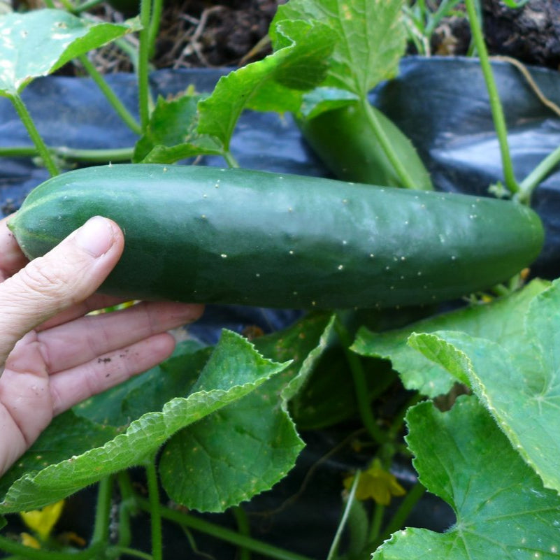 Cucumber ‘Robichaud’ (Cucumis sativus)