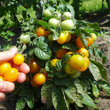Tomatoes 'micro mix'
