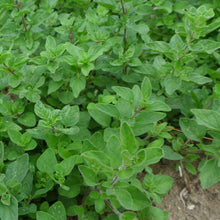 Greek oregano