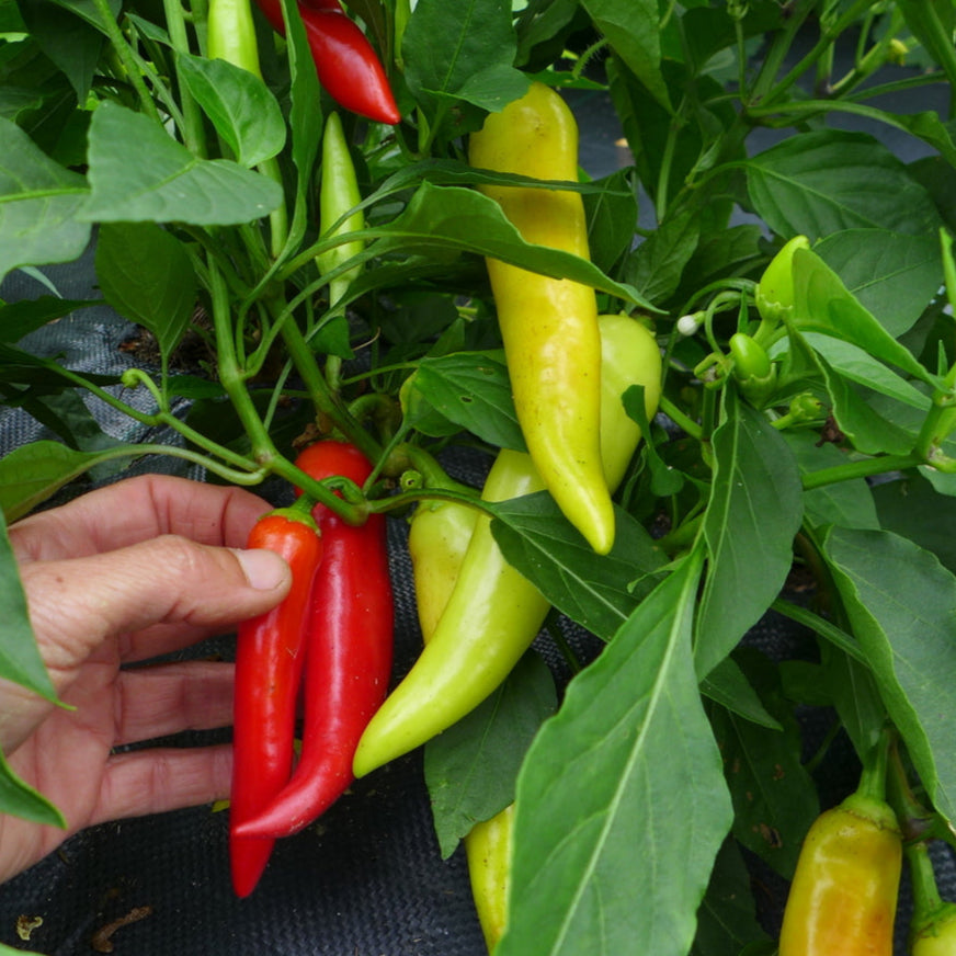 Piment fort ‘Hot Banana’ (Capsicum annuum)