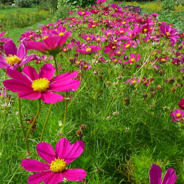 Cosmos tetra 'Versaille'