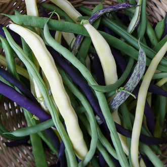 Mélange de haricots grimpants mange-tout