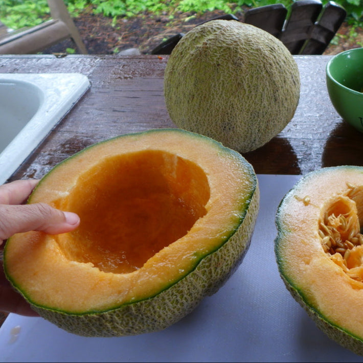 Melon ‘Gnadenfeld’ (<em>Cucumis melo var. reticulatus</em>)