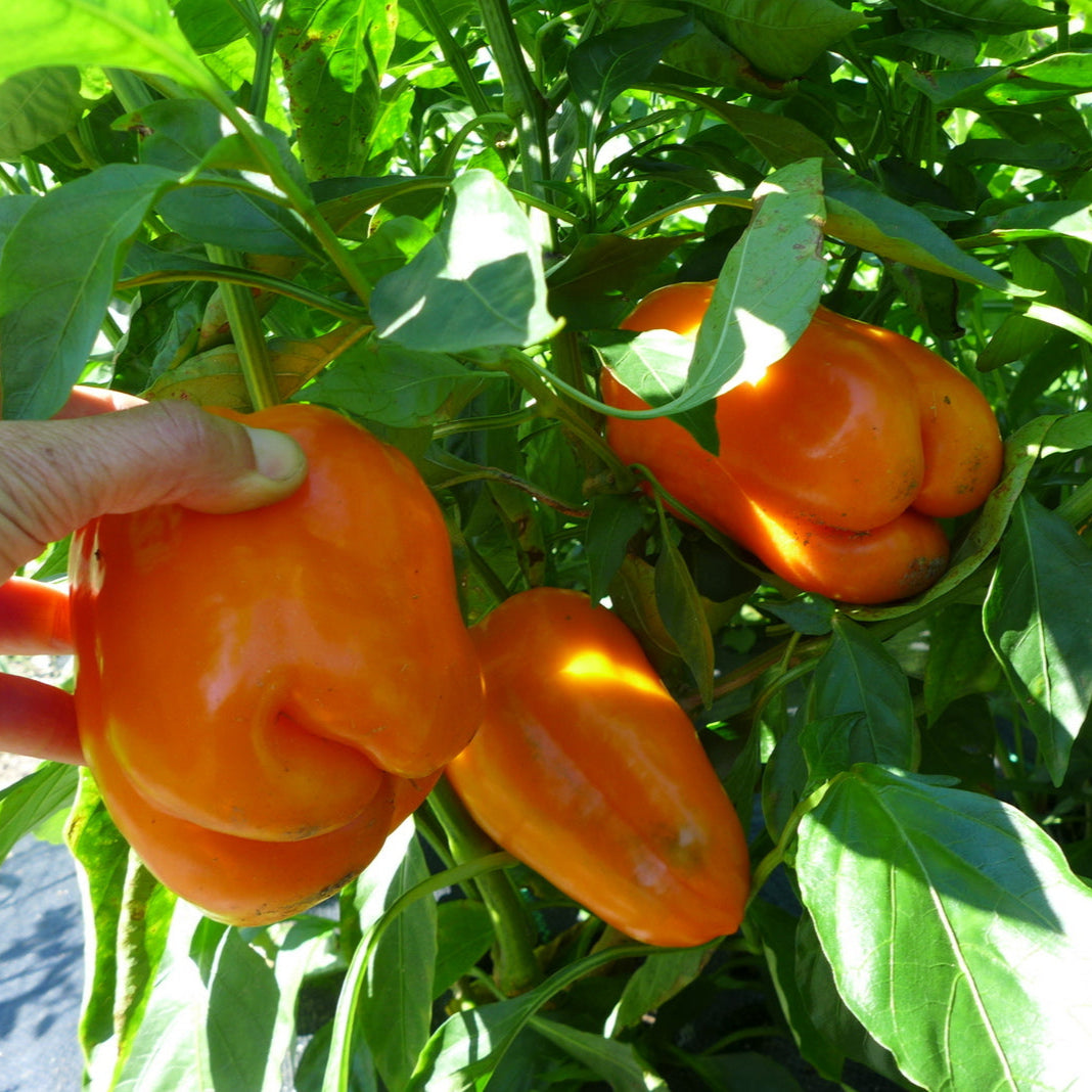Sweet pepper Orange ‘Sun’ (Capsicum annuum)