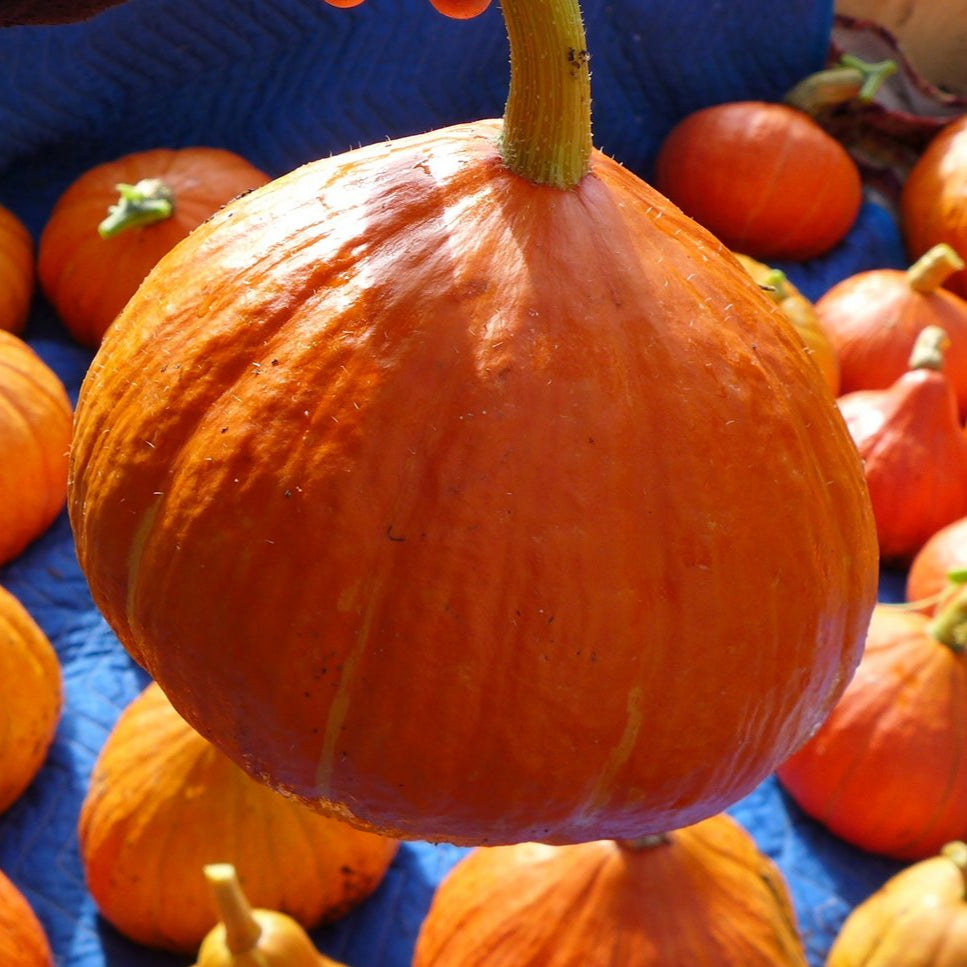 Courge ‘Potimarron français’ (Cucurbita maxima)