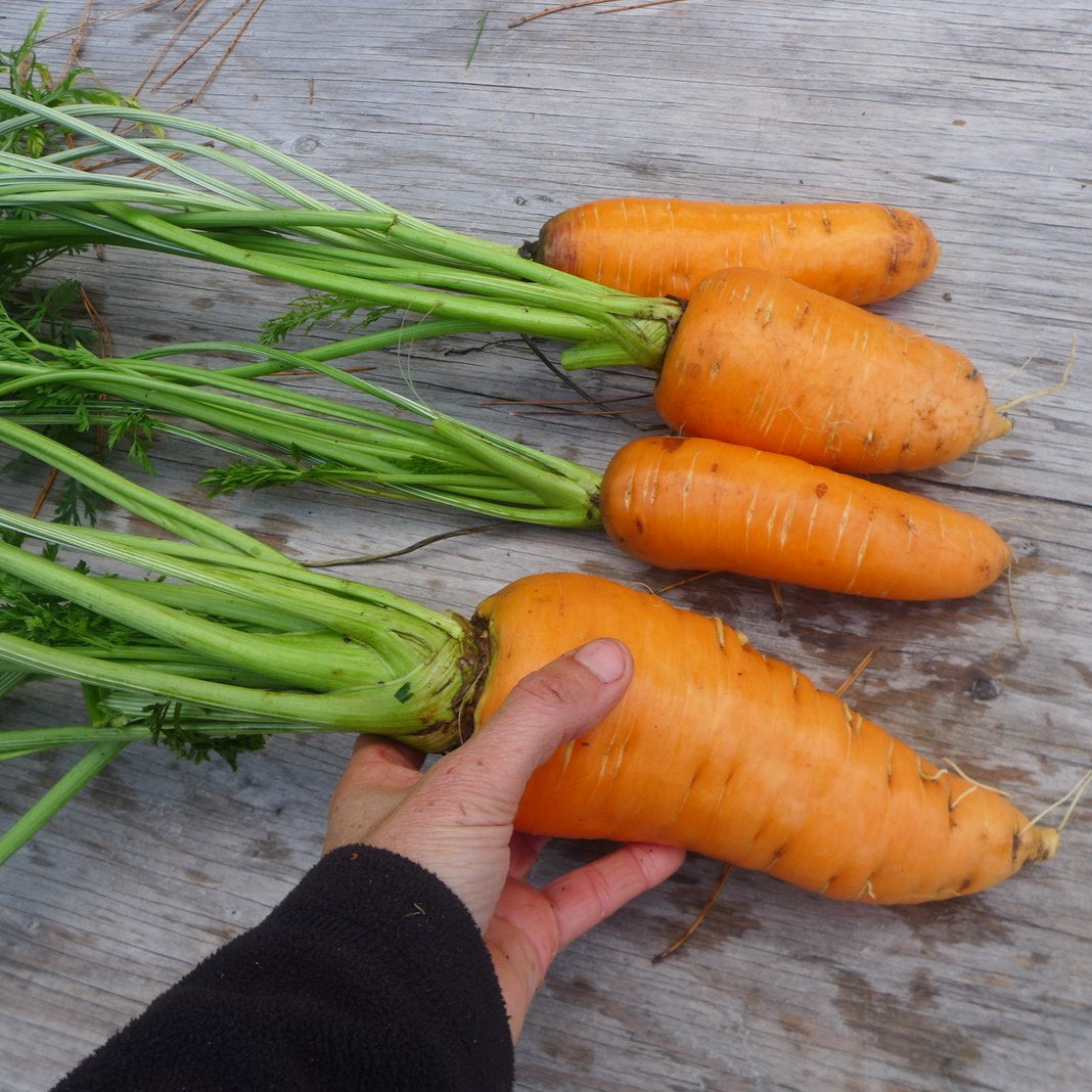 'Chantenay Royale' Carrot