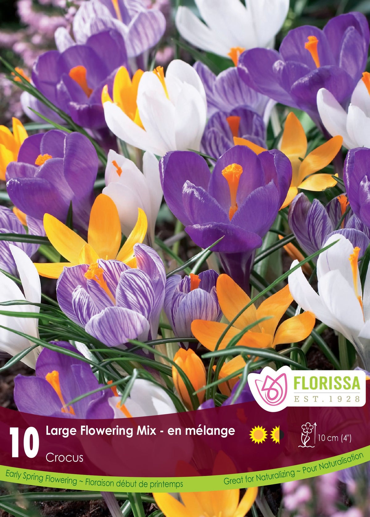 Mélange de crocus grandiflora ( Crocus vernus ) : des grands crocus jaunes, blancs, violets et rayés. Le visuel Florissa présente la plante et son nom dans la partie inférieure de l’étiquette. La photographie occupe presque toute la surface, tandis que le bandeau du bas rassemble les indications du produit. Cette vue permet de reconnaître son apparence et de distinguer la variété présentée.