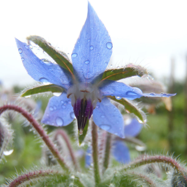 Borage