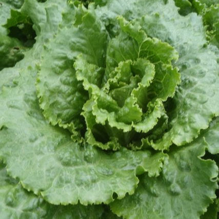 Lettuce 'Naples Cabbage'