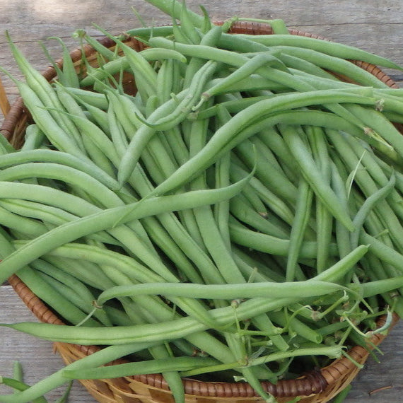 Haricot nain ‘Castandel’ (Phaseolus vulgaris)
