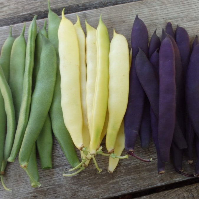 Haricots romano nains ‘en mélange’ (Phaseolus vulgaris)