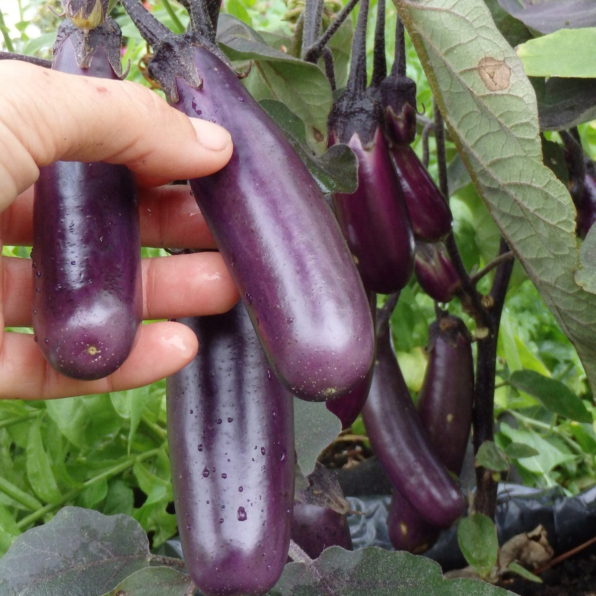 Aubergine ‘Slim Jim’ (Solanum melongena)