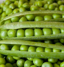 Plusieurs gousses vertes ouvertes sont disposées horizontalement sur un fond de petits pois écossés. Les grains ronds et brillants restent alignés à l'intérieur des gousses fendues. Le cadrage rapproché montre les enveloppes charnues, les sutures et les nuances de vert. Cette photographie officielle illustre la récolte du pois Alderman, également appelé Tall Telephone.