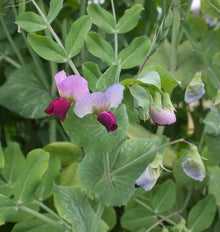 Deux fleurs ouvertes présentent des pétales supérieurs rose pâle veinés et des parties inférieures pourpres. Des boutons et des fleurs fanées se trouvent à proximité, parmi des feuilles vertes nervurées et des tiges fines. La photographie officielle du pois Dwarf Grey Sugar met en valeur sa floraison bicolore, avant le développement des gousses.