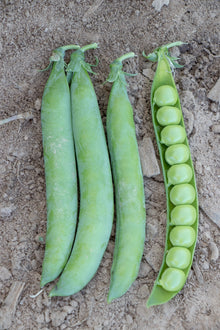 Quatre longues gousses vertes sont alignées sur une terre sèche et granuleuse. Trois sont fermées, tandis que celle de droite est ouverte et révèle une rangée de gros grains verts. Des pédoncules recourbés restent attachés aux extrémités supérieures. La photographie officielle du pois PLS 595 présente les gousses récoltées et leur remplissage intérieur.