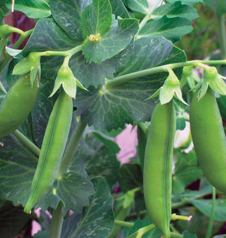 Plusieurs gousses vertes pendent sous des tiges horizontales au milieu de grandes feuilles nervurées. Les gousses sont fermées, allongées et légèrement renflées, avec une suture visible sur leur longueur. Le feuillage présente des nuances vert bleuté et des marques claires naturelles. La photographie officielle montre le pois Little Marvel pendant le développement de sa récolte.