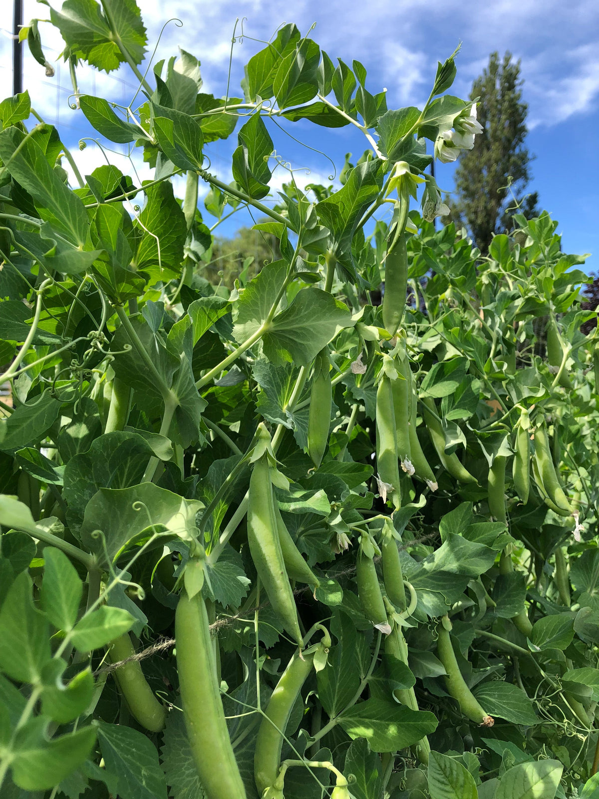 De nombreuses gousses vertes pendent parmi des tiges et des feuilles, avec des fleurs blanches encore visibles. Les plants montent devant un ciel bleu partiellement nuageux. Des vrilles s'enroulent autour du support, et un arbre apparaît à l'arrière-plan. La photographie officielle présente le pois SS 141 en production au jardin.