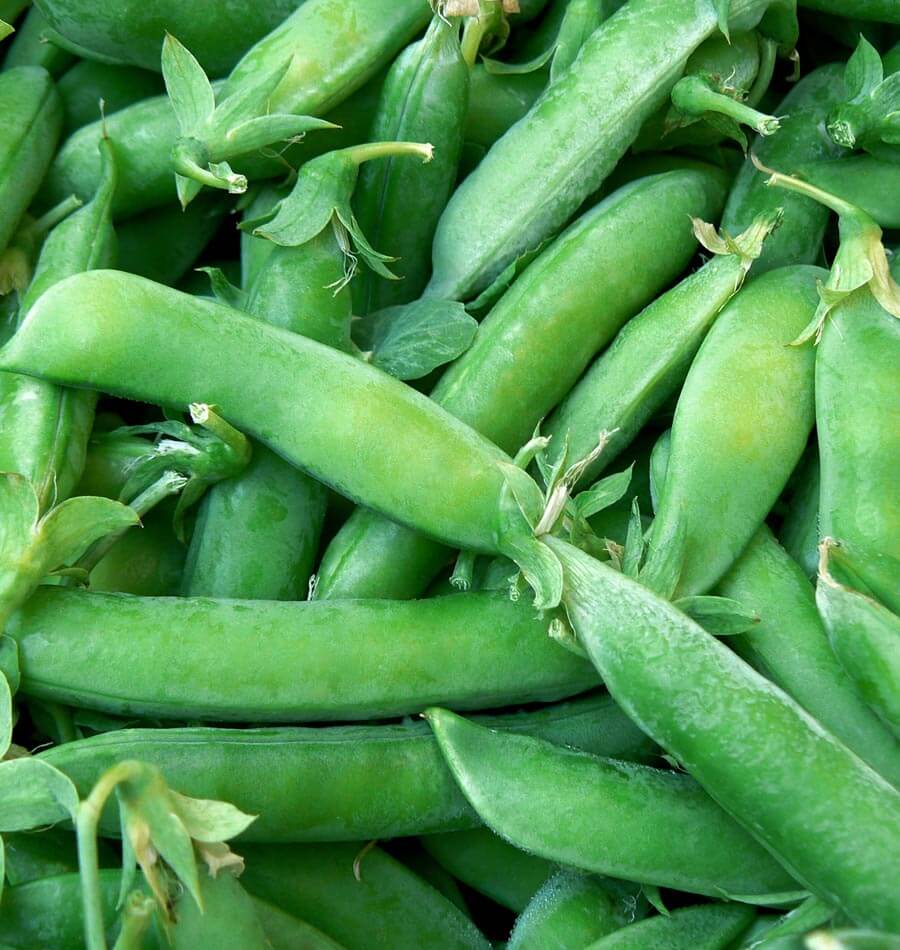 Un tas de gousses vertes charnues remplit le cadre de la photographie. Les pois présentent des formes renflées et légèrement courbées, avec des pédoncules et quelques restes de fleurs encore attachés. Les surfaces montrent des nuances de vert clair et soutenu. La photo officielle de Super Sugar Snap présente les gousses entières après récolte.