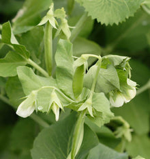 Des fleurs blanches et de jeunes gousses vertes apparaissent parmi des feuilles nervurées. Une petite gousse se trouve au centre, tandis que des pétales blancs pendent près des points d'attache. Le fond est composé de feuillage plus flou. Cette photographie officielle du pois Cascadia montre la floraison et le début de formation des gousses.