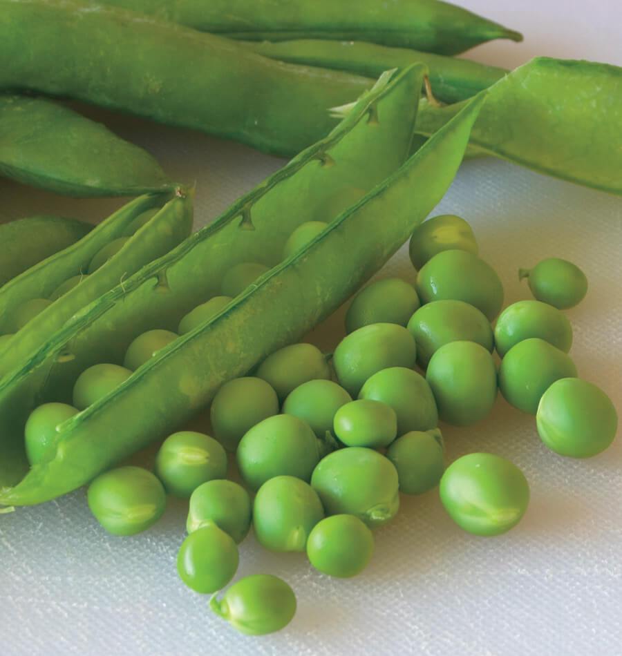 Une gousse ouverte est placée en diagonale sur un tissu blanc, entourée de petits pois écossés. D'autres gousses vertes fermées se trouvent à l'arrière-plan. Les grains arrondis occupent le bas et la droite de l'image, avec quelques reflets brillants. Cette photographie officielle du pois Green Arrow montre à la fois les gousses et les grains récoltés.