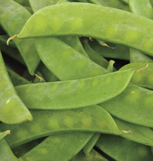Plusieurs grandes gousses vertes plates sont disposées en couches dans un cadrage rapproché. Leurs contours légèrement courbés et les petites bosses des grains sont visibles sous les enveloppes. Les pointes sèches restent attachées à certains fruits. La photographie officielle du pois Mammoth Melting Sugar montre une récolte de gousses entières, sans feuillage.