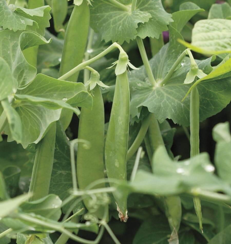 De longues gousses vertes étroites pendent verticalement parmi des feuilles nervurées. Plusieurs fruits apparaissent côte à côte au centre et à droite, avec leurs pédoncules courbés au sommet. Des tiges et des vrilles traversent le premier plan et l'arrière-plan. La photographie officielle du pois Avalanche présente les gousses pendant leur développement sur le plant.
