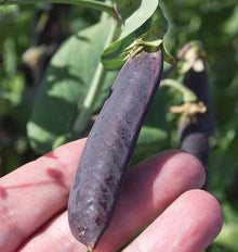 Une main soutient une gousse pourpre encore attachée au plant. Le fruit allongé présente une surface légèrement mate, avec des nuances violettes et quelques petites marques claires. Des feuilles vertes et d'autres gousses foncées apparaissent à l'arrière-plan. La photographie officielle du pois Purple Mist montre la coloration de la gousse sur la plante.