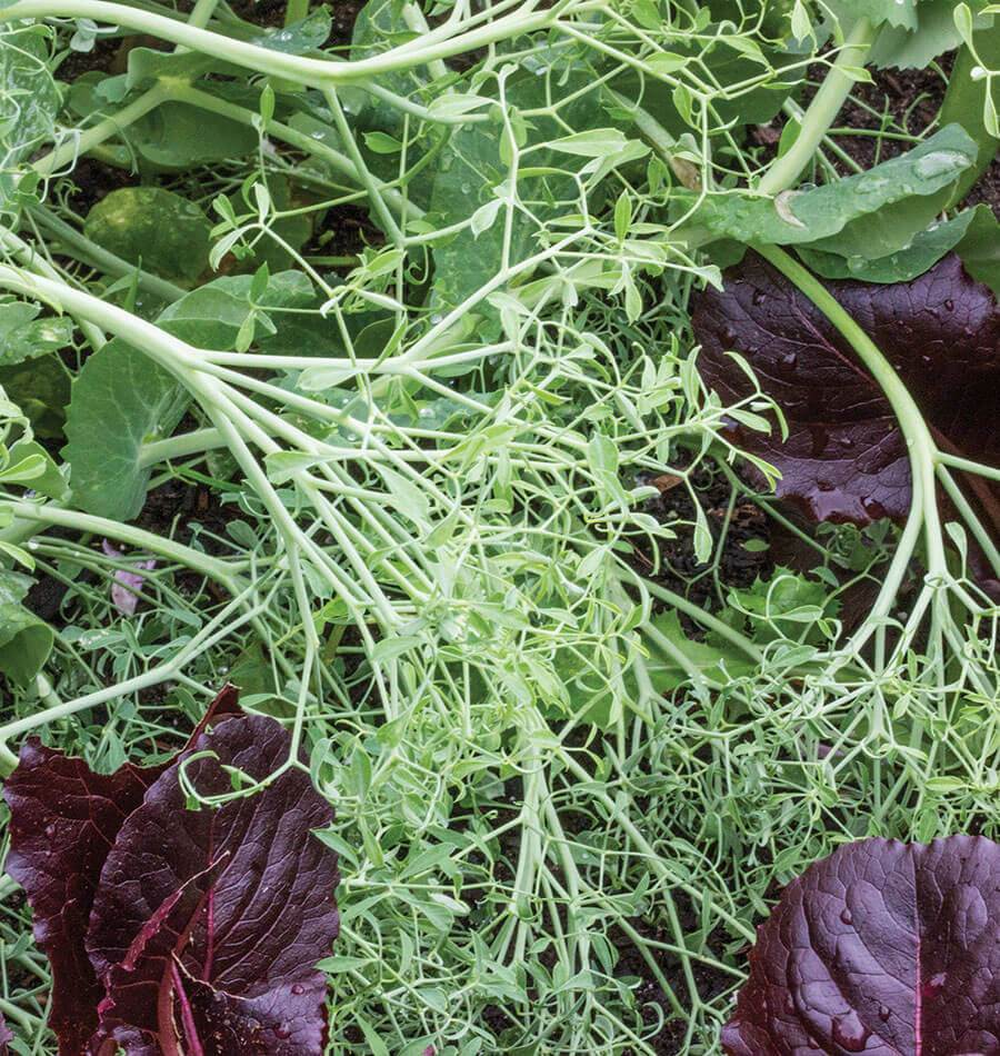 Un enchevêtrement de fines tiges vert clair et de vrilles occupe le centre de l'image. De petites feuilles accompagnent ces pousses, tandis que de grandes feuilles pourpres et quelques feuilles vertes apparaissent autour. La photographie officielle du pois Parsley Pea met en valeur son feuillage fin et ses vrilles, dans une composition végétale rapprochée.