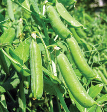 Des gousses vertes bien formées pendent parmi les tiges et les feuilles du pois. Certaines sont groupées près du même point d'attache, et leurs surfaces montrent de légères bosses correspondant aux grains. La lumière éclaire les gousses au premier plan tandis que le feuillage devient plus flou derrière. La photo officielle présente Bolero sur le plant.