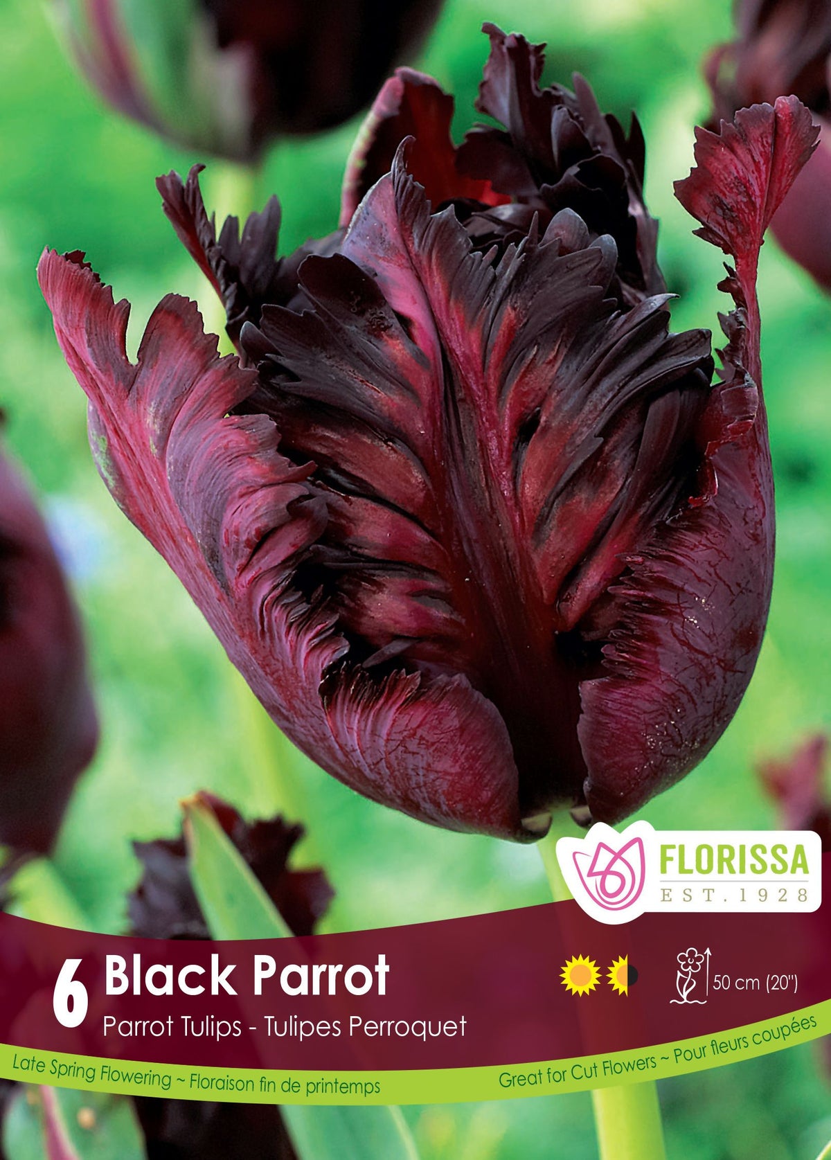Black Parrot Tulip