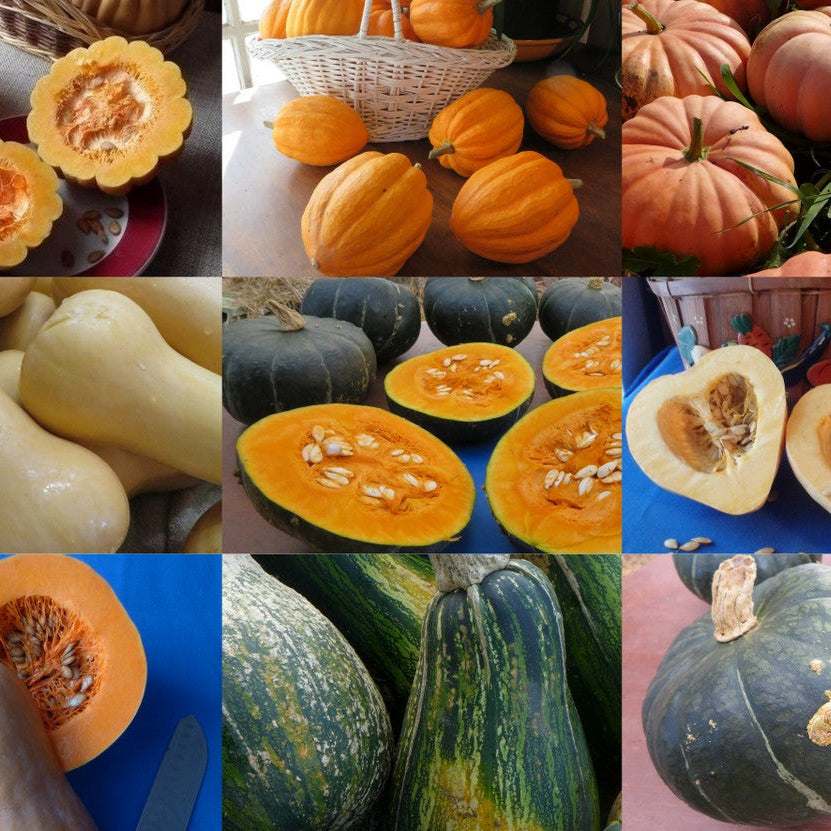 Courges d'hiver en mélange (Cucurbita moschata)