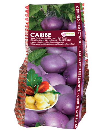 Pomme de terre ‘Caribe’ ( Solanum tuberosum ) : un sachet vertical illustré de pommes de terre violettes. La présentation montre l’emballage avec une illustration du produit et son nom imprimé sur l’étiquette. Les informations sont regroupées sur la face visible, tandis que la photographie met en évidence le contenu ou la plante illustrée. Cette vue vous aide à reconnaître le produit présenté et son conditionnement.