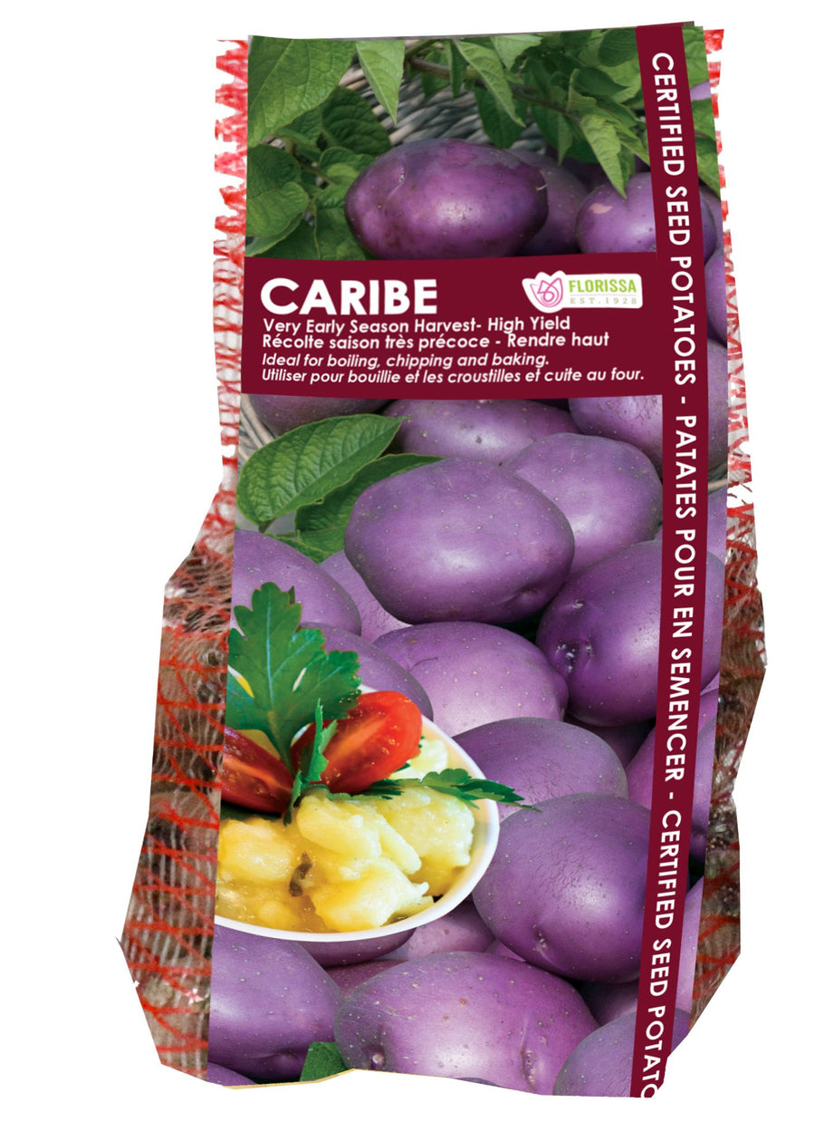 Pomme de terre 'Caribe'