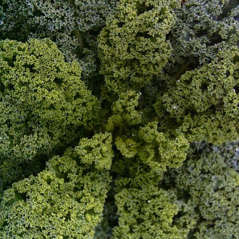 Chou frisé nain ‘Blue Curled’ (Brassica oleracea var. acephala)