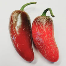 Jalapeño ‘TAM’ bio (<em>Capsicum annuum</em> ‘Jalapeño TAM’)