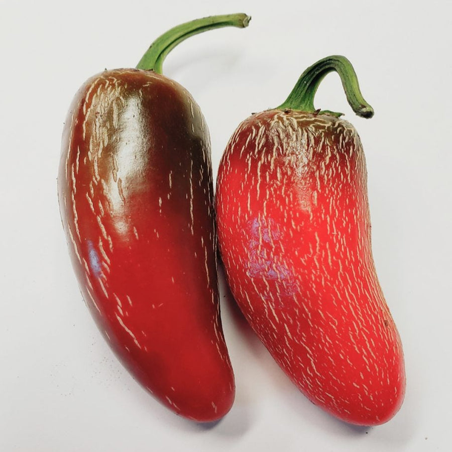 Organic ‘TAM’ jalapeño (<em>Capsicum annuum</em> ‘Jalapeño TAM’)