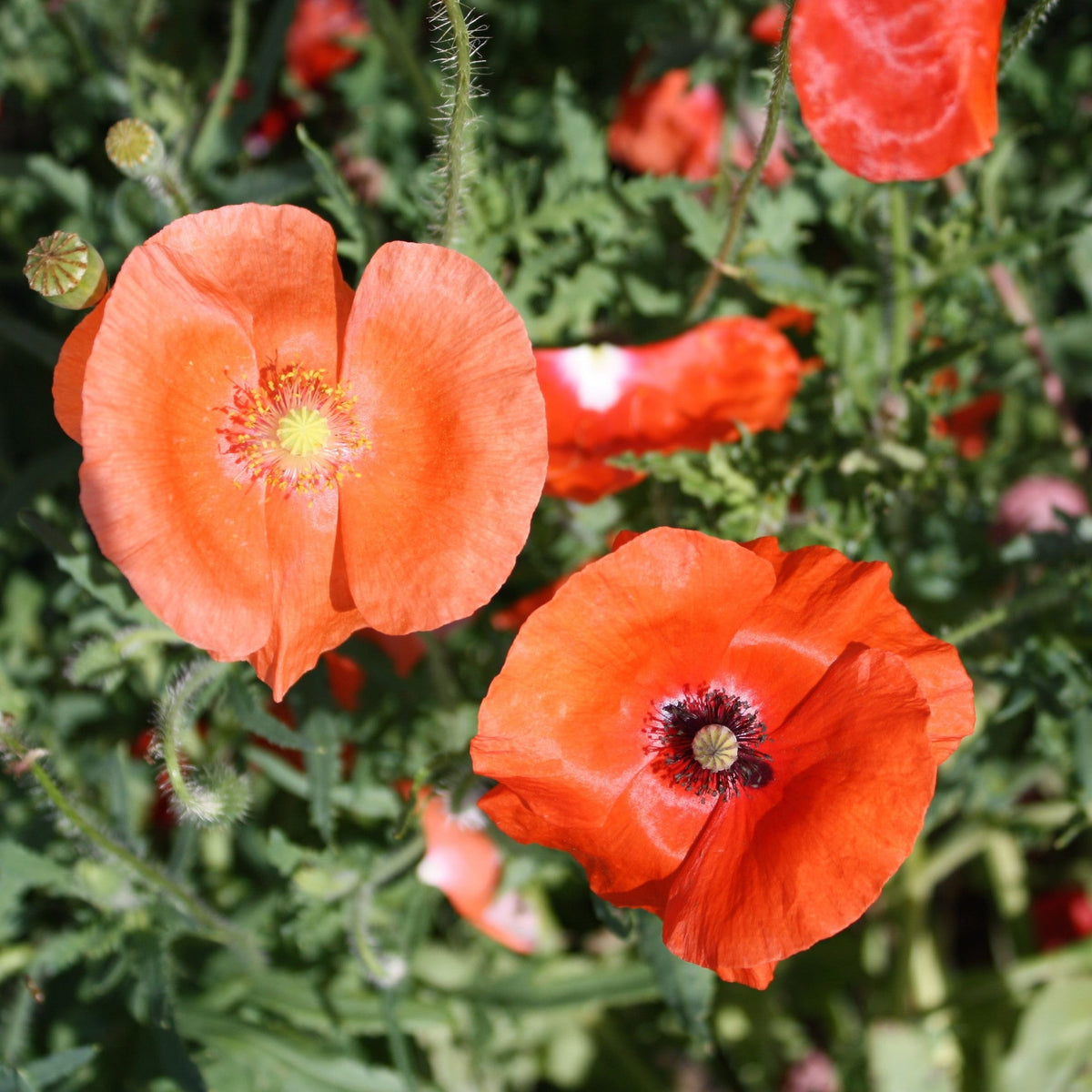 Photo de Mélange de coquelicots — Ferme Tourne-Sol. Cette vue présente l’aspect de la variété et permet de repérer sa forme ainsi que ses couleurs. Elle accompagne la fiche du produit et aide à reconnaître cette sélection parmi les variétés proposées pour le jardin et le potager. Les détails visibles complètent les renseignements écrits dans cette fiche.