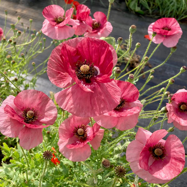Coquelicot ‘La Vie en Rose’