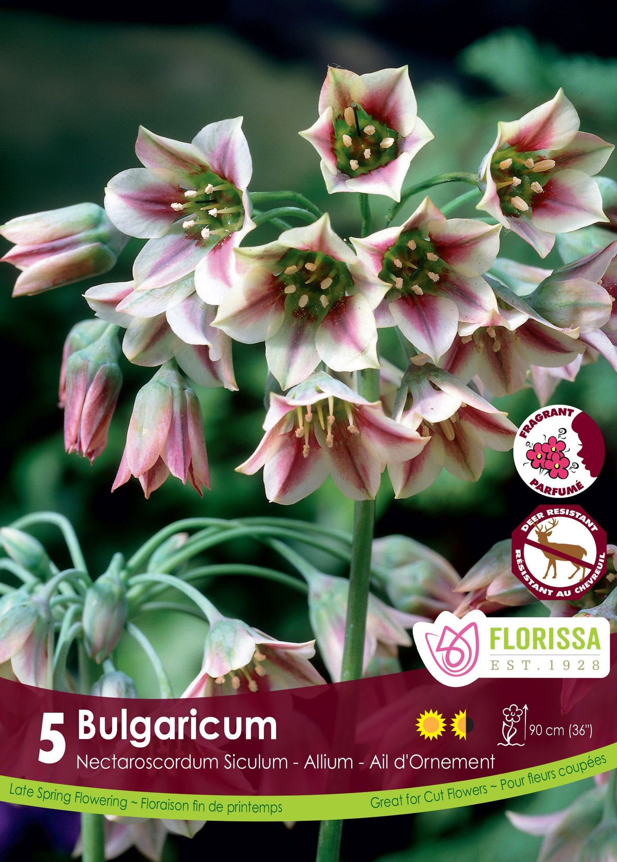 Ail de Bulgarie (<em>Nectaroscordum siculum</em> subsp. <em>bulgaricum</em>)