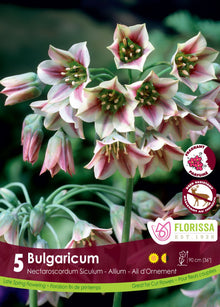Ail de Bulgarie (<em>Nectaroscordum siculum</em> subsp. <em>bulgaricum</em>)