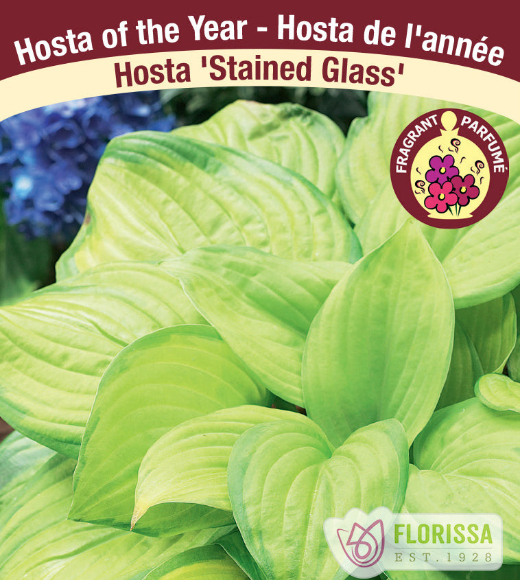 Hosta ‘Stained Glass’ ( Hosta ) : de larges feuilles de hosta jaune-vert bordées de vert plus foncé. La photographie occupe la plus grande partie de l’étiquette, sous le nom de la plante. Le visuel permet de reconnaître son apparence et les détails de son port ou de sa floraison. La présentation associe cette vue rapprochée à l’identification imprimée, avec la marque Florissa également visible.