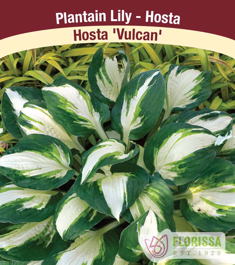 Hosta ‘Vulcan’ ( Hosta ) : des feuilles de hosta à centre blanc crème et marge verte. La photographie occupe la plus grande partie de l’étiquette, sous le nom de la plante. Le visuel permet de reconnaître son apparence et les détails de son port ou de sa floraison. La présentation associe cette vue rapprochée à l’identification imprimée, avec la marque Florissa également visible.