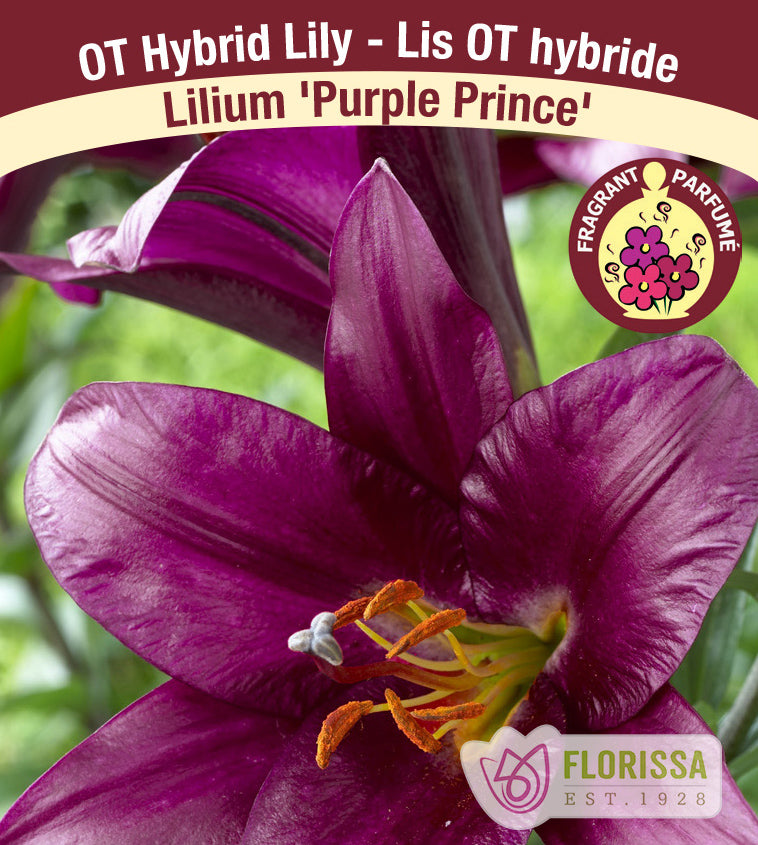 Lys Oriental x Trompette ‘Purple Prince’ (1 bulbe) ( Lilium ) : une grande fleur de lys pourpre foncé à étamines apparentes. La photographie occupe la plus grande partie de l’étiquette, sous le nom de la plante. Le visuel permet de reconnaître son apparence et les détails de son port ou de sa floraison. La présentation associe cette vue rapprochée à l’identification imprimée, avec la marque Florissa également visible.