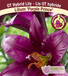 Lys Oriental x Trompette ‘Purple Prince’ (1 bulbe) ( Lilium ) : une grande fleur de lys pourpre foncé à étamines apparentes. La photographie occupe la plus grande partie de l’étiquette, sous le nom de la plante. Le visuel permet de reconnaître son apparence et les détails de son port ou de sa floraison. La présentation associe cette vue rapprochée à l’identification imprimée, avec la marque Florissa également visible.